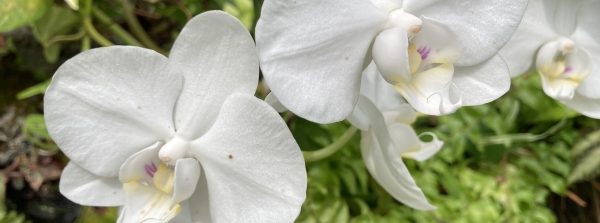 胡蝶蘭の花芽形成・開花させる方法と条件:胡蝶蘭の花芽形成・開花させる方法と条件