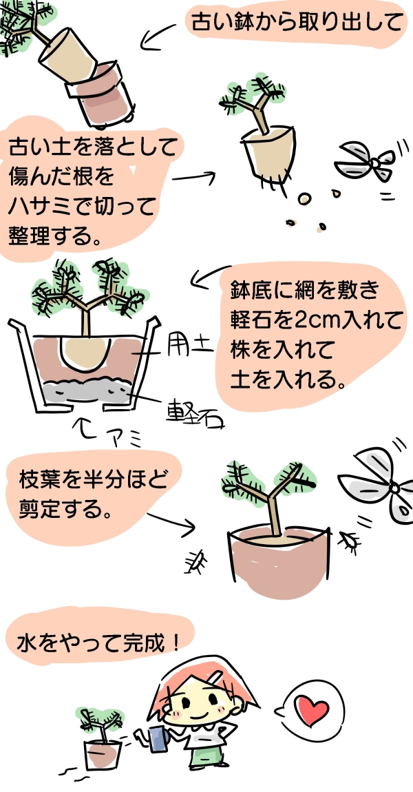 ローズマリーの鉢植えの植え替えと地植えのまとめ:土を落として植え替えることも出来る