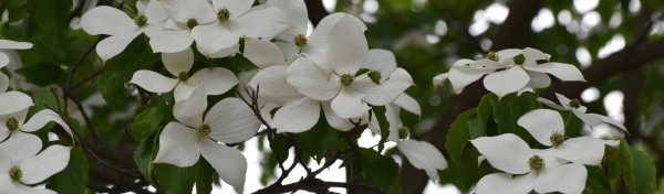 ヤマボウシ・ハナミズキの花が咲かない:ヤマボウシ・ハナミズキの花が咲かない理由は？