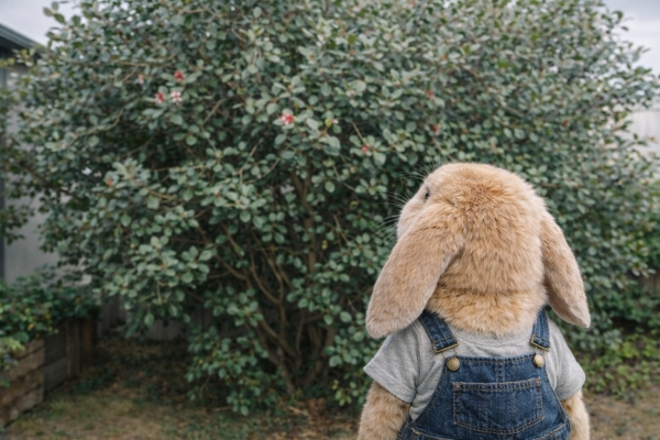 フェイジョアの剪定で失敗:補足情報