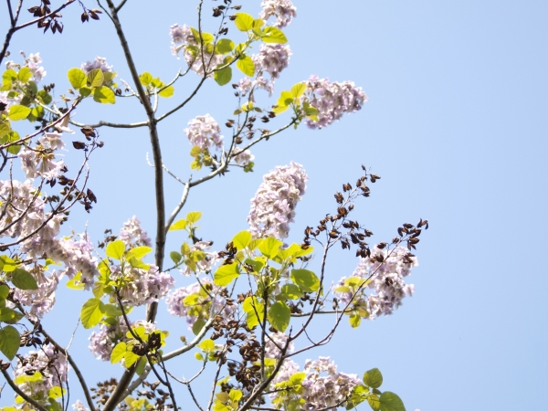 男の子の名前に向いてる植物の漢字:桐（キリ、トウ、ヒサ）