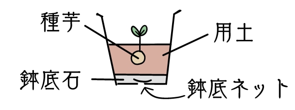 ジャガイモ:プランター・鉢に植える（3月〜4月）