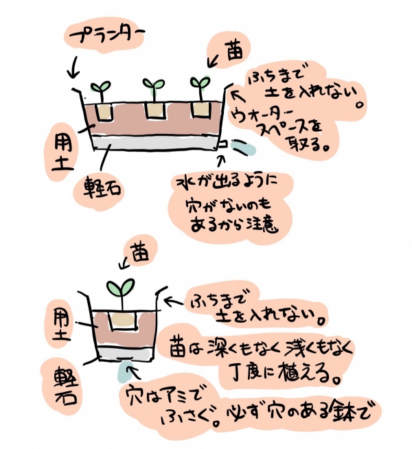 バジルの植え方と用土（鉢植え・プランター・畑植え）:鉢・プランターの植え付け
