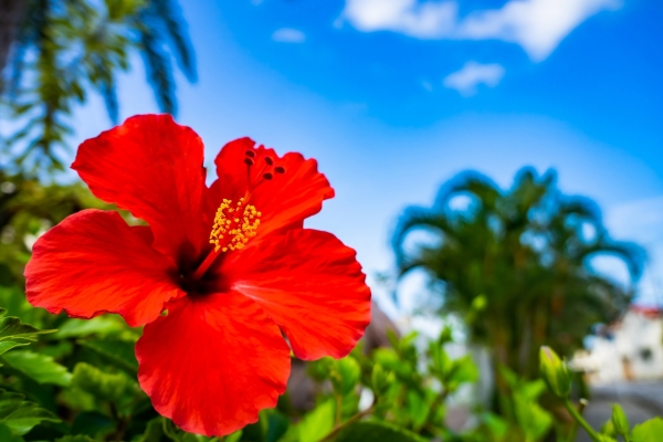 猛暑と直射日光に強い花たち:ハイビスカス・タイタンビカス