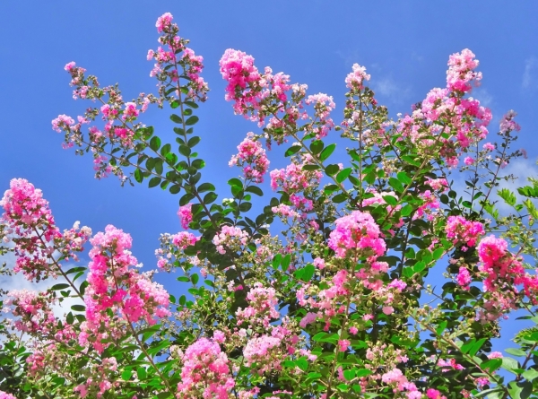 猛暑と直射日光に強い花たち:サルスベリ