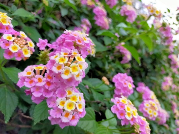 猛暑と直射日光に強い花たち:ランタナ