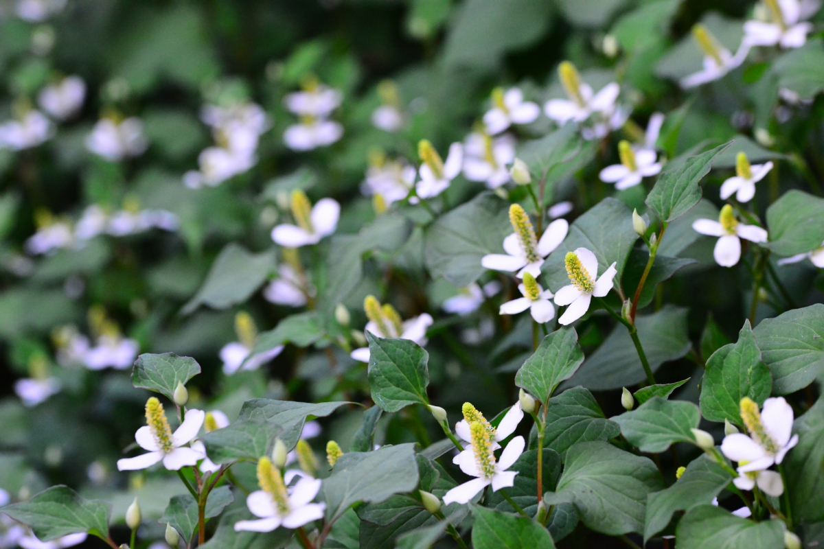 多年草 宿根草のハーブの一覧