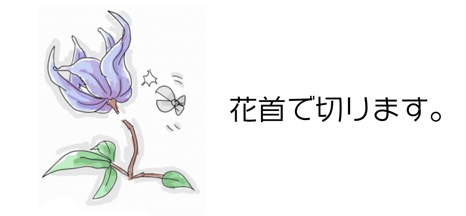 旧枝咲きクレマチスの剪定…いつやる？作業のコツは？