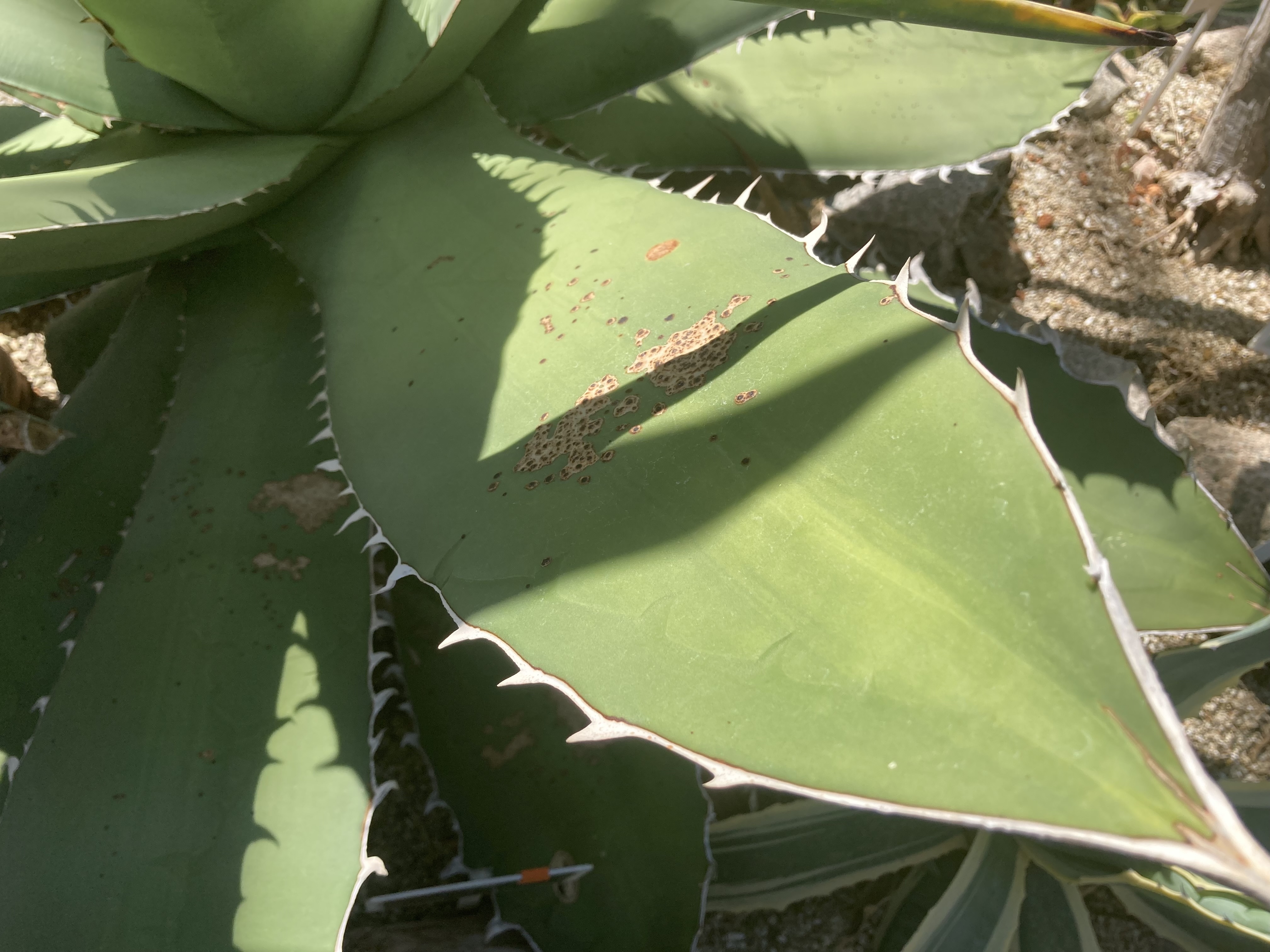 アガベ チタノタ　オアハカ輸入株　長期育成　植物 アガベ チタノタ オアハカ 輸入株 | GREEN LUCK