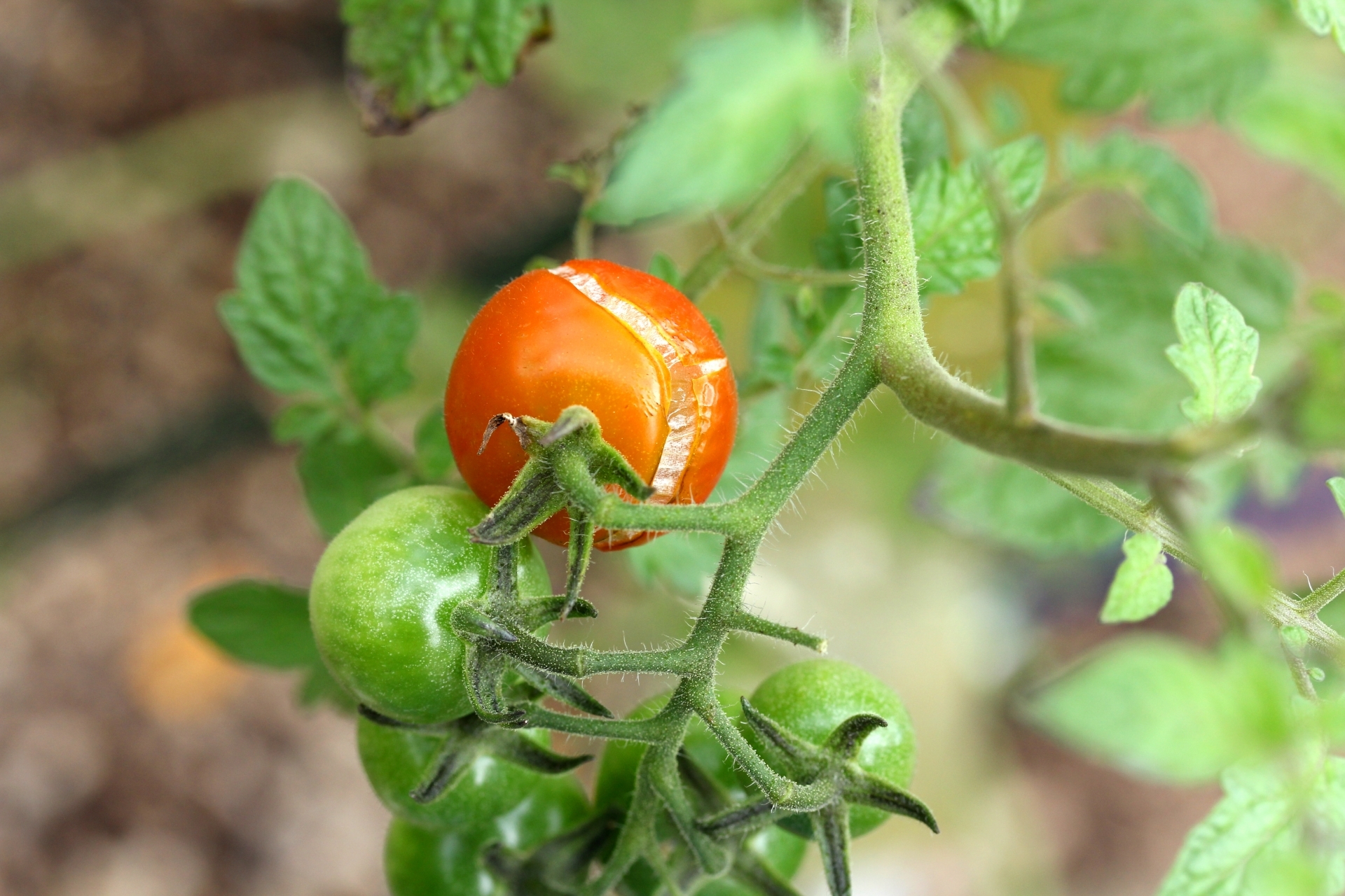 トマトの割果 裂果の原因と予防