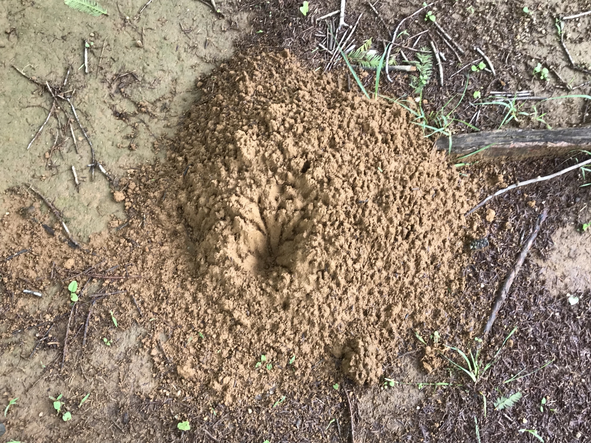 モグラの性質と駆除方法のまとめ