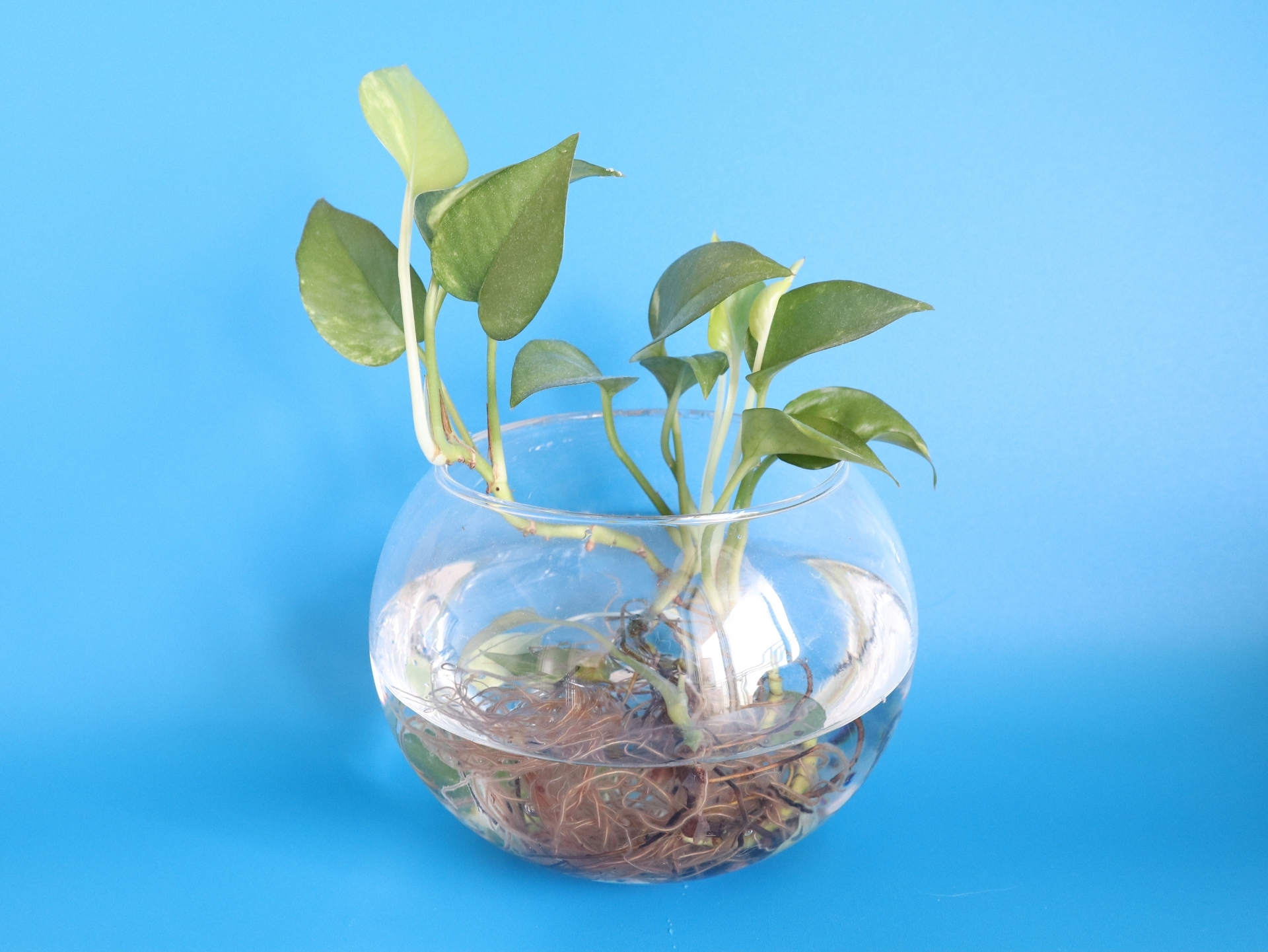 ポトスの株の増やし方…水さし・土さし・茎伏せ