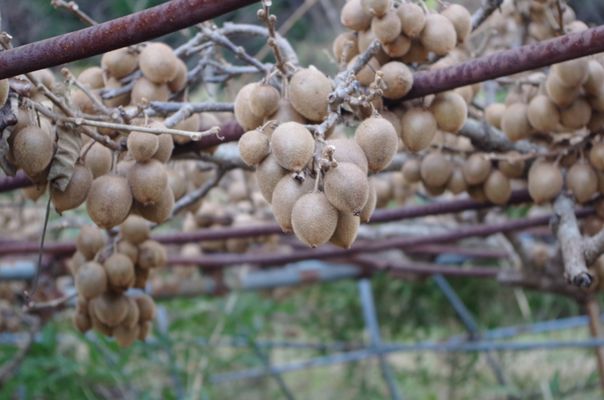 キウイの剪定 新芽かき 接木