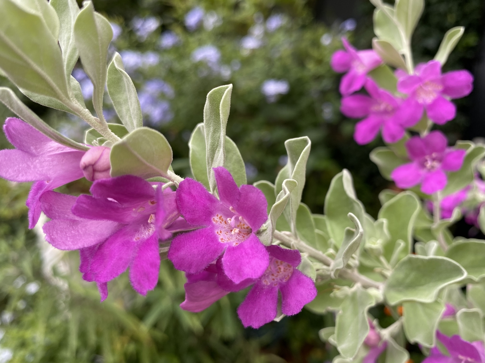 レウコフィルム　レウコフィウム レウコフィルム レウコフィウム レウコフィルム