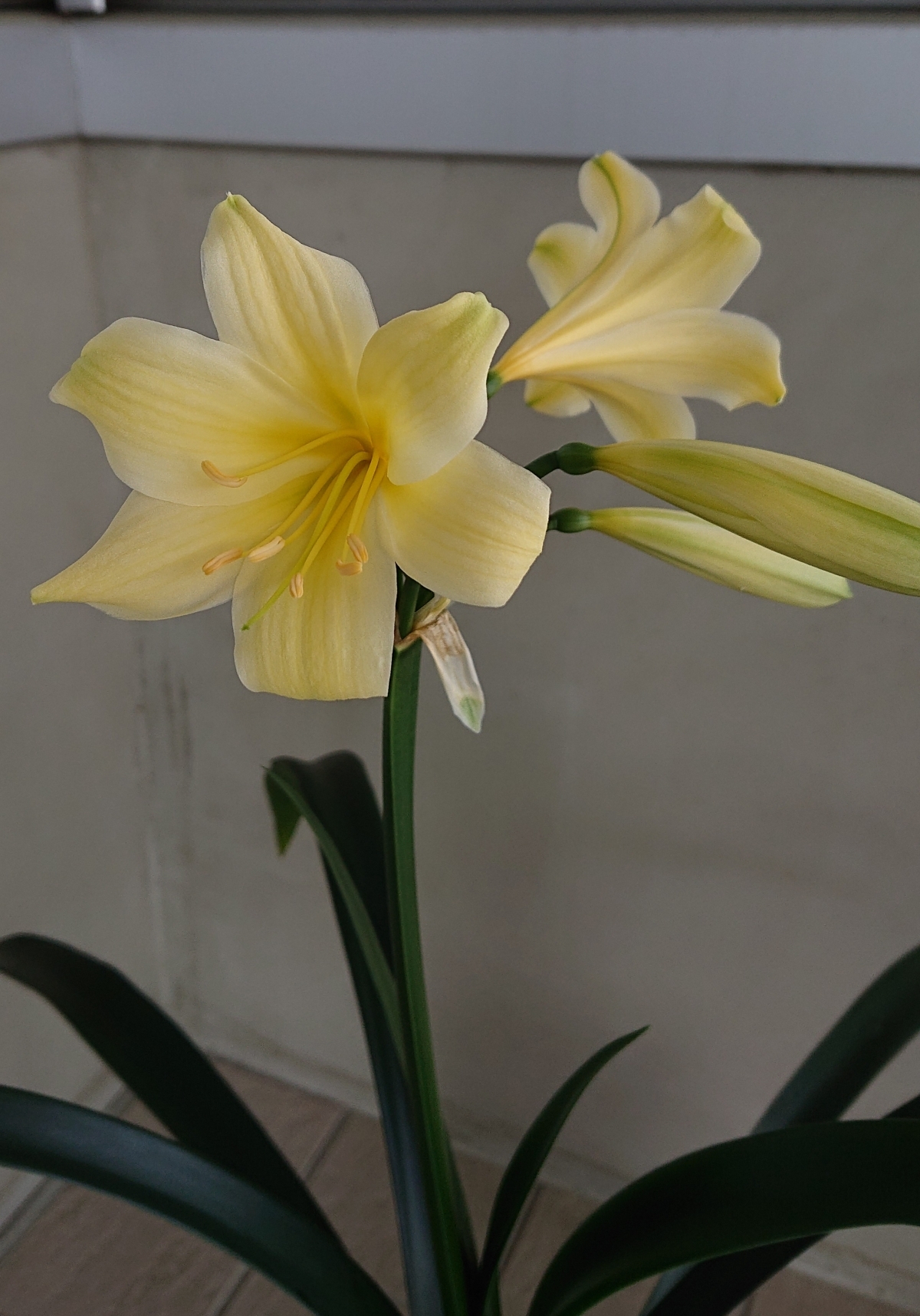 黄花君子蘭の育て方