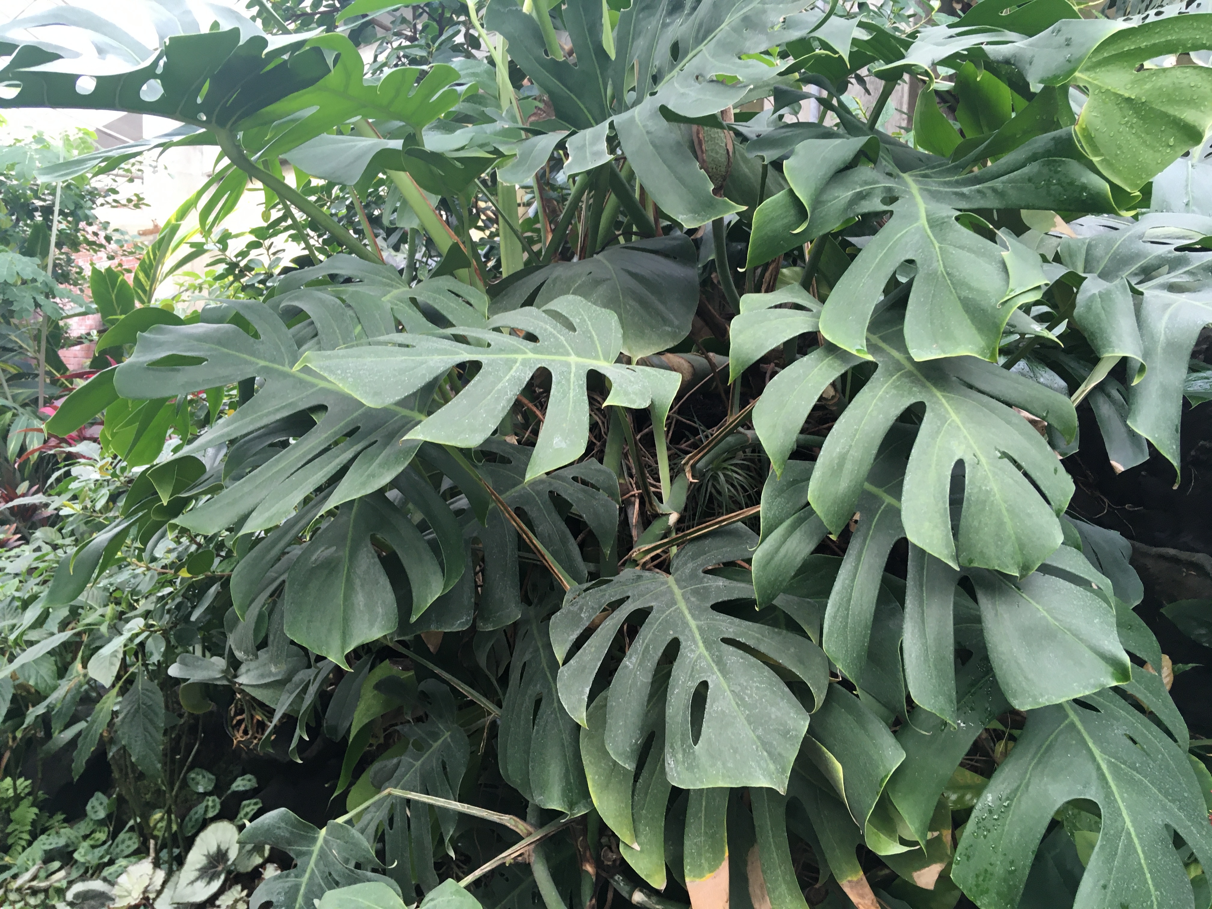 超巨大モンステラデリシオーサ 葉59cm 高さ140cm 超巨大モンステラ