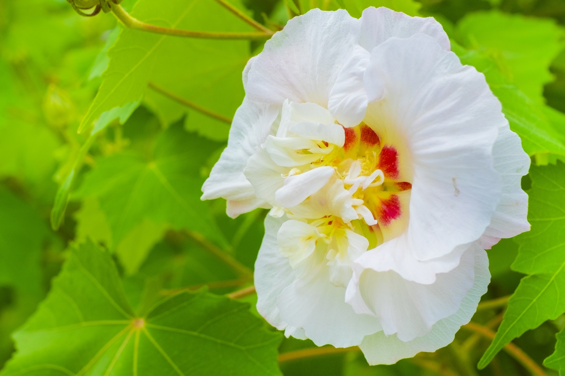 スイフヨウ 酔芙蓉 の育て方