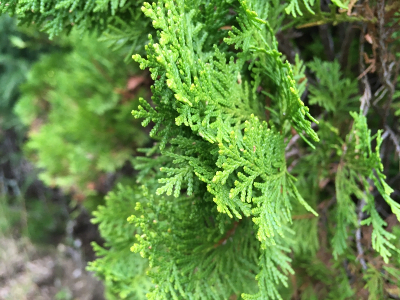 オウゴンコノテガシワの育て方