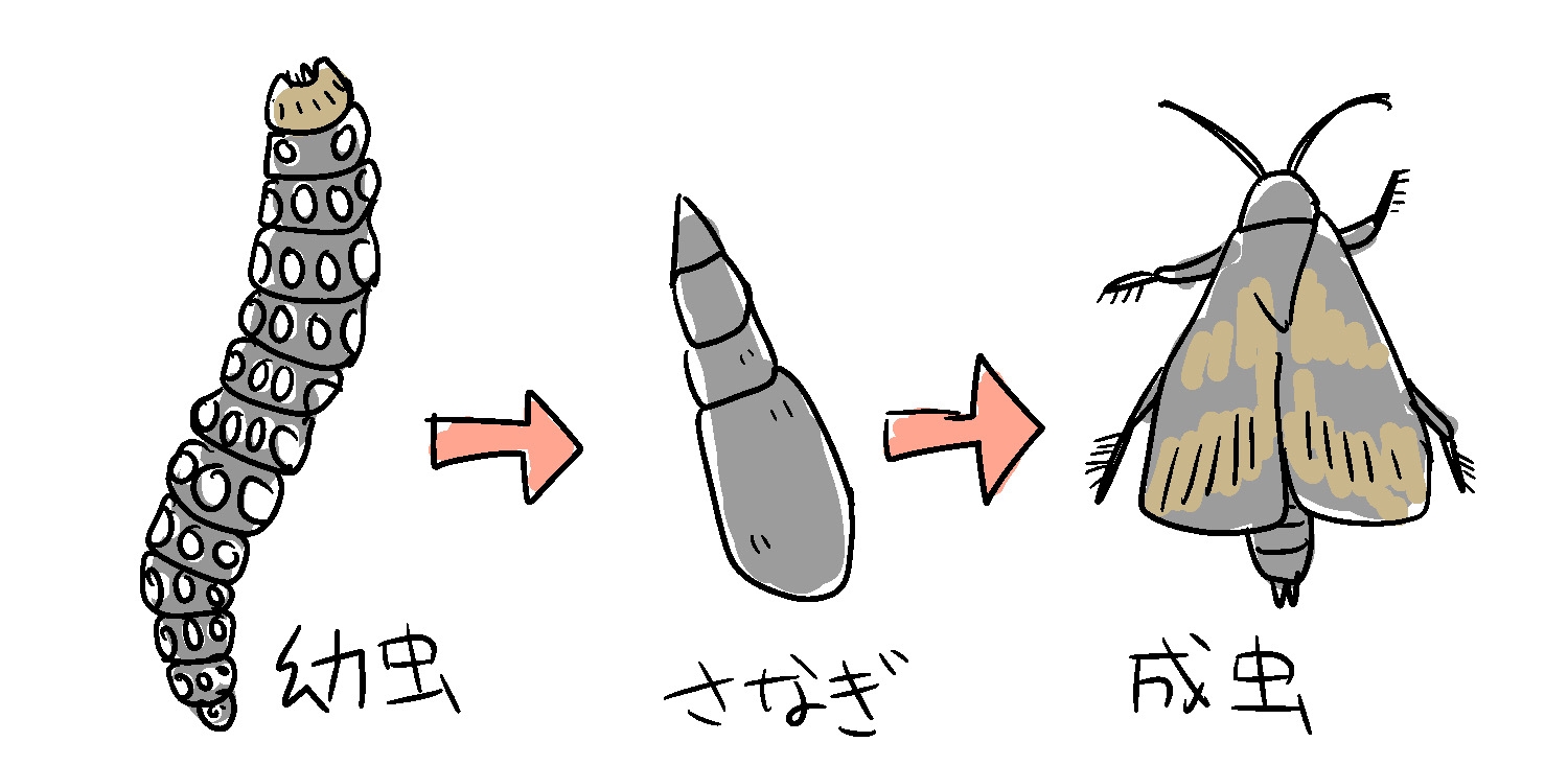 ハマオモトヨトウ ヒガンバナ科を食害する害虫 生態と駆除