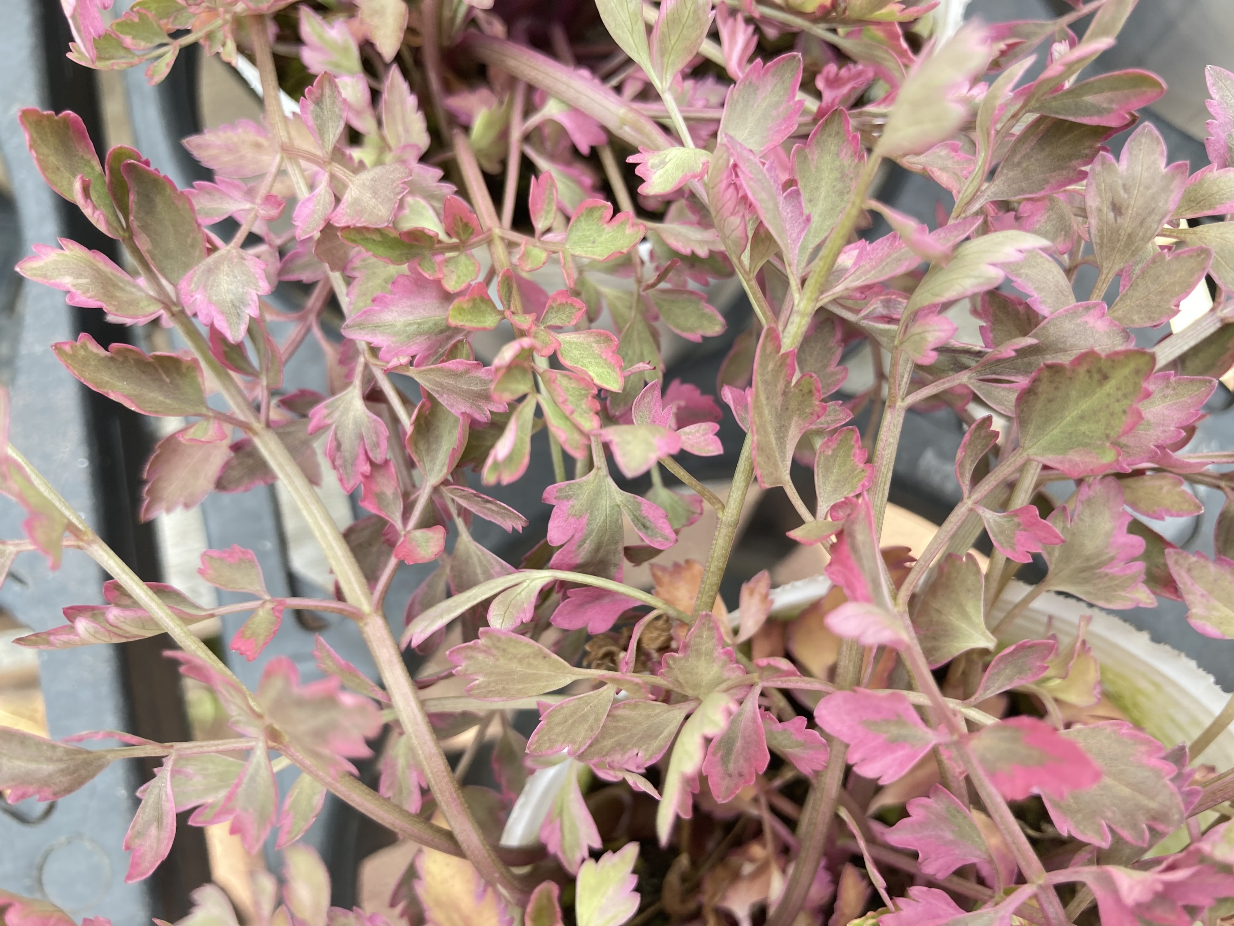 セリ・ピンクフラミンゴ 苗 ピンクの斑入りの可愛いカラーリーフ 寄せ植え向き セリ・ピンクフラミンゴ 苗 ピンクの斑入りの可愛いカラーリーフ 寄せ