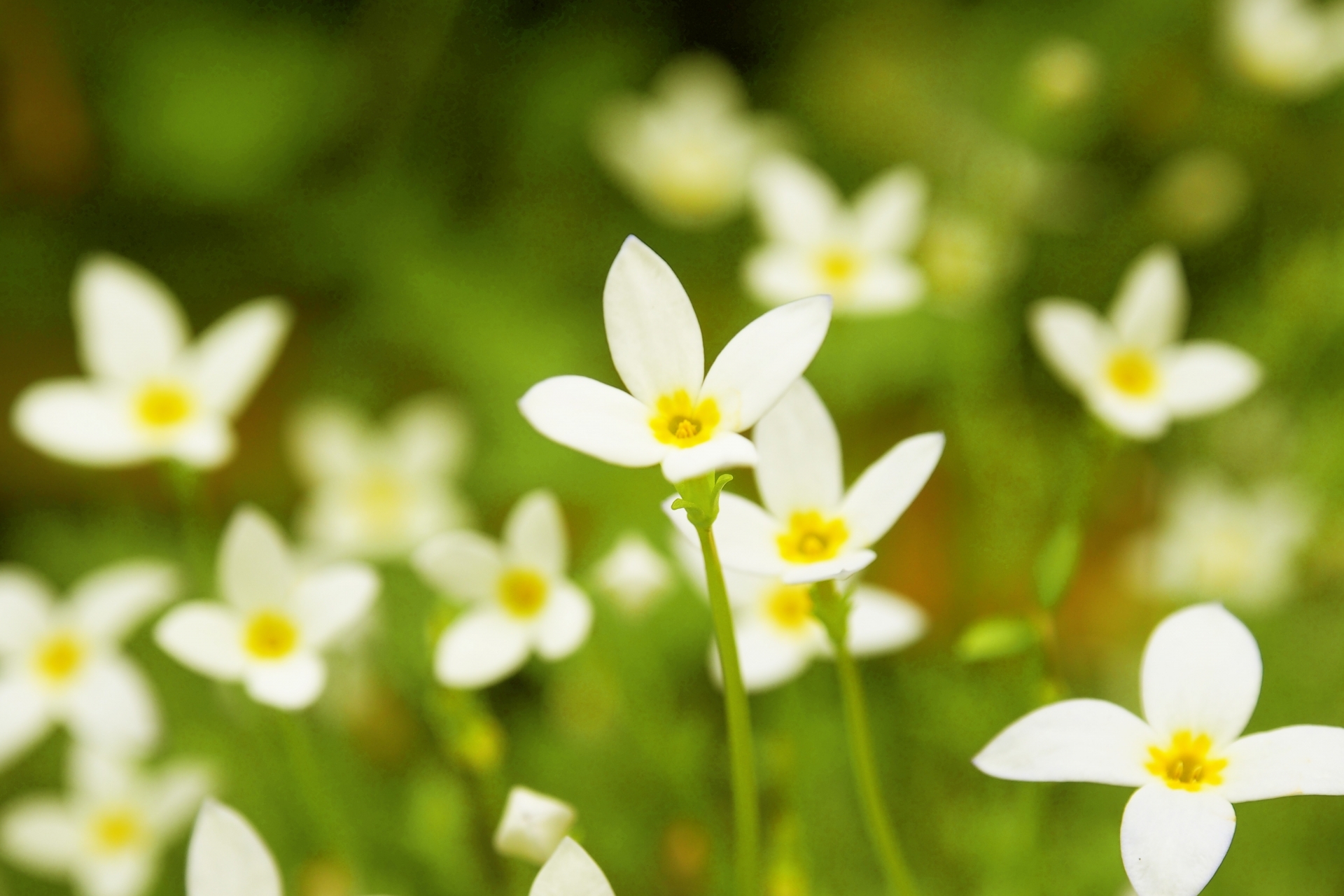 ヒナソウの育て方