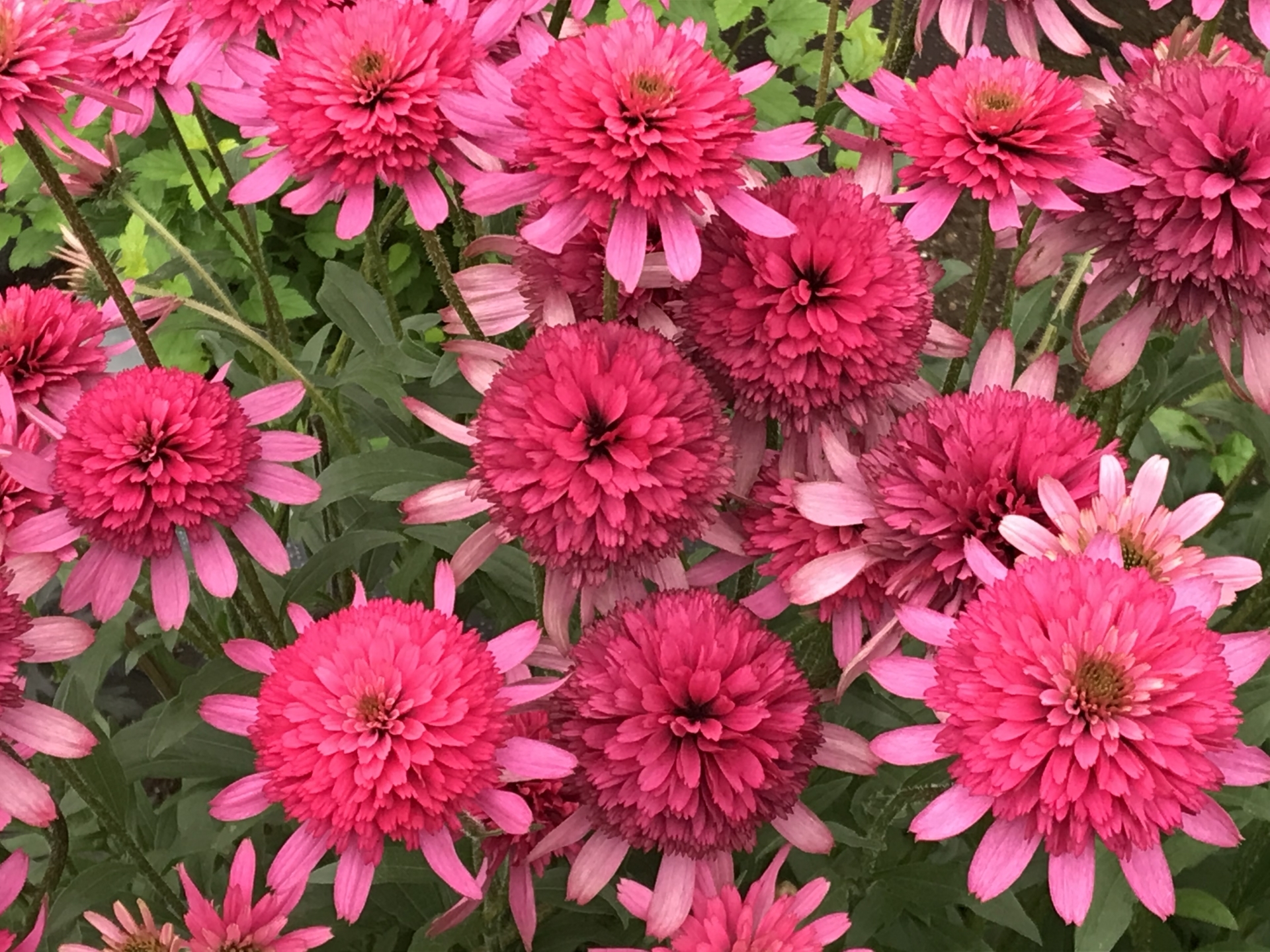 エキナセア サザンベル 種子 同梱に 無料 エキナセア サザンベル 種子 同梱に 無料 エキナセア サザンベル