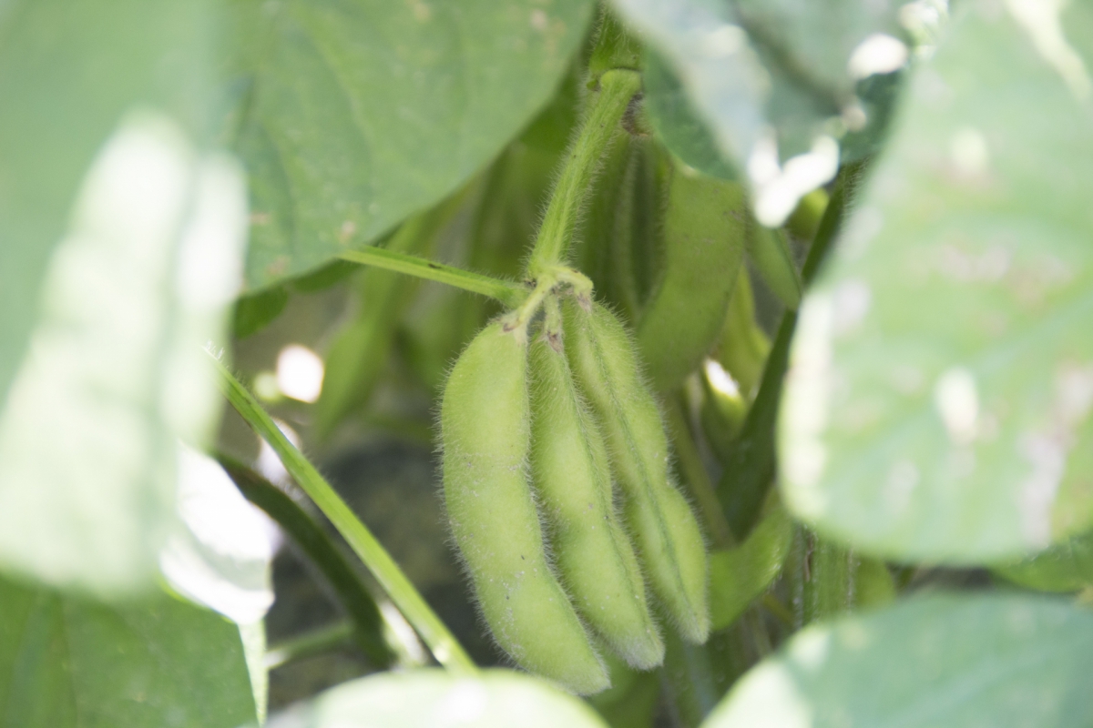 エダマメ 枝豆 の栽培 家庭菜園ではコスパが良い方