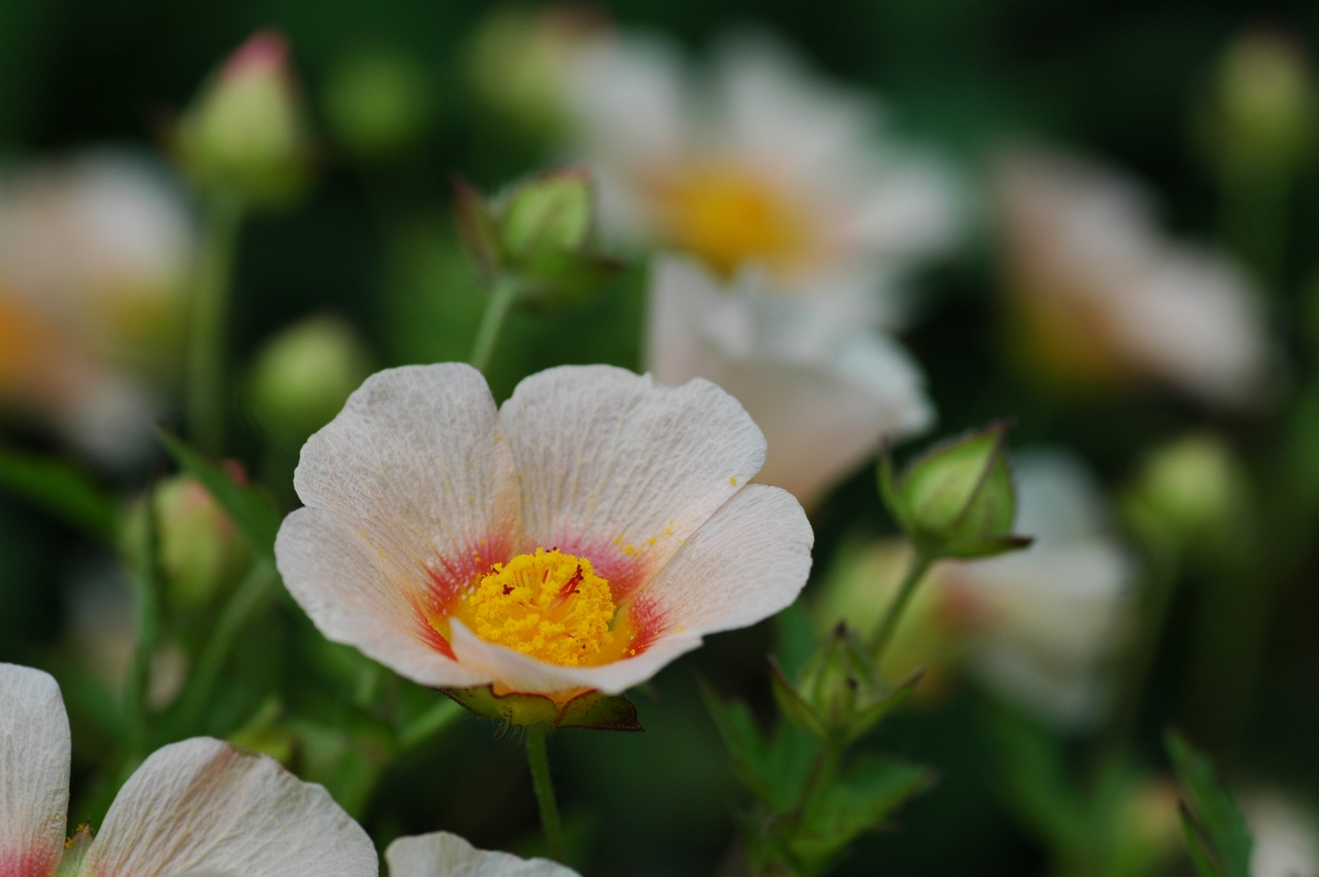 マルバストラム確認用