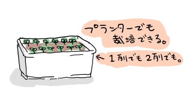 小松菜詳細版:プランターの種蒔き
