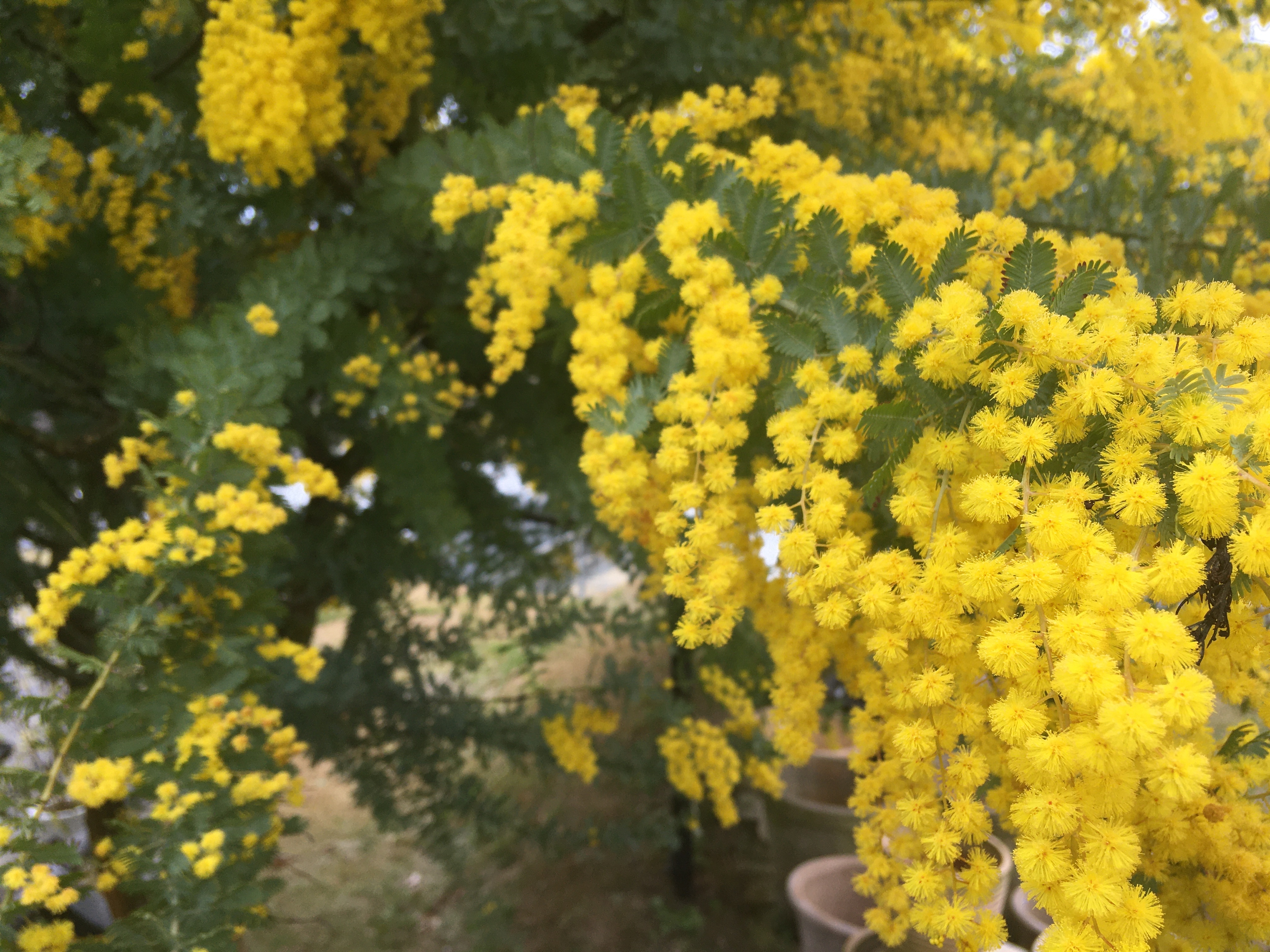 ミモザアカシアの育て方…剪定の時期と方法は？花が咲かない原因は？