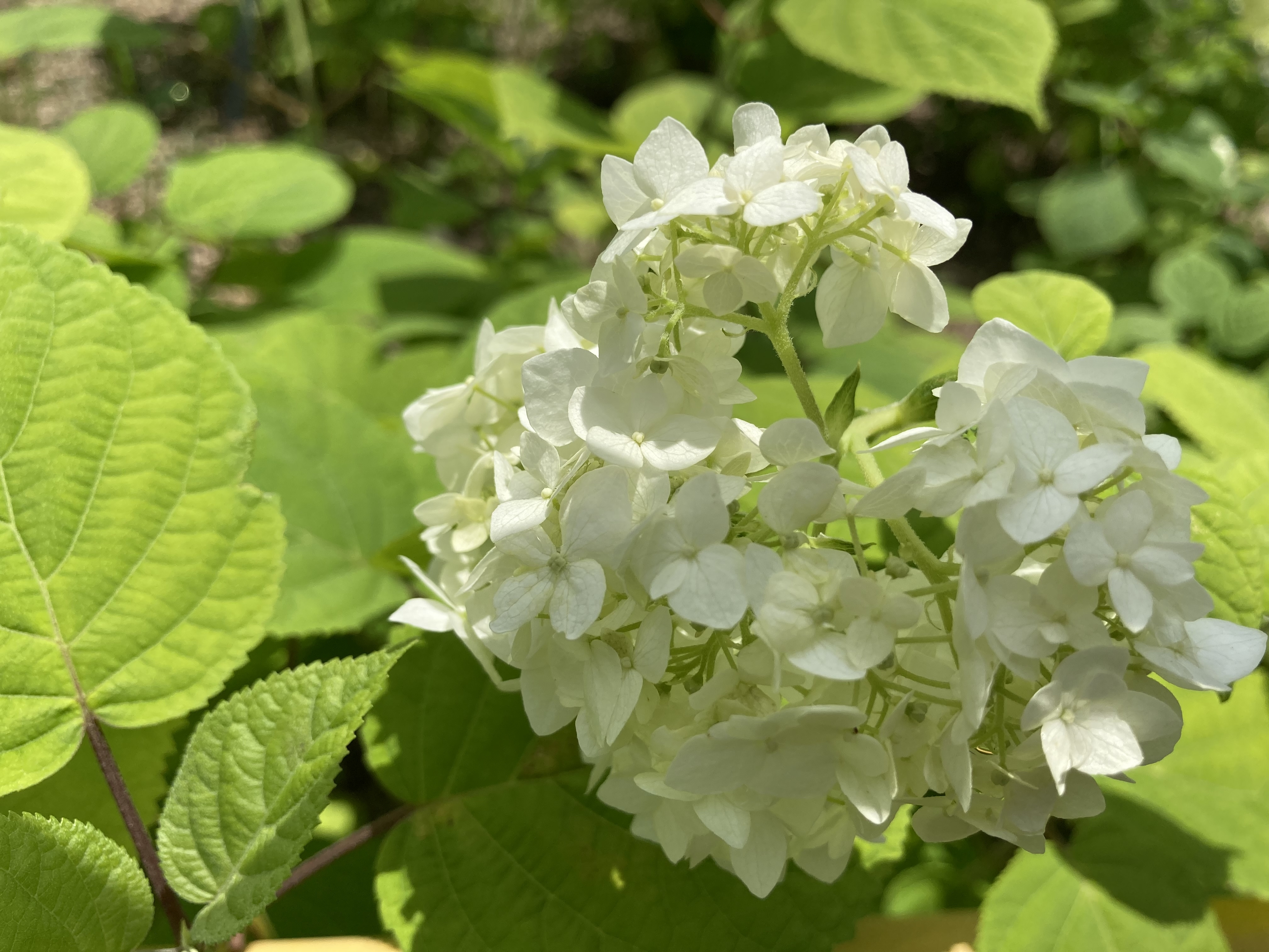 Hydrangea ハイドランジア ベルベリス Hydrangea - Weston Nurseries