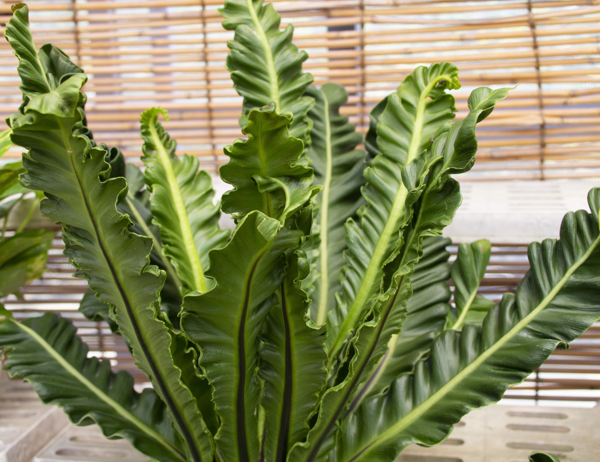 ［現品］15番　アスプレニウム　コブラ　8号　観葉植物　室内　オオタニワタリ 現品］15番 アスプレニウム コブラ 8号 観葉植物 室内 オオ