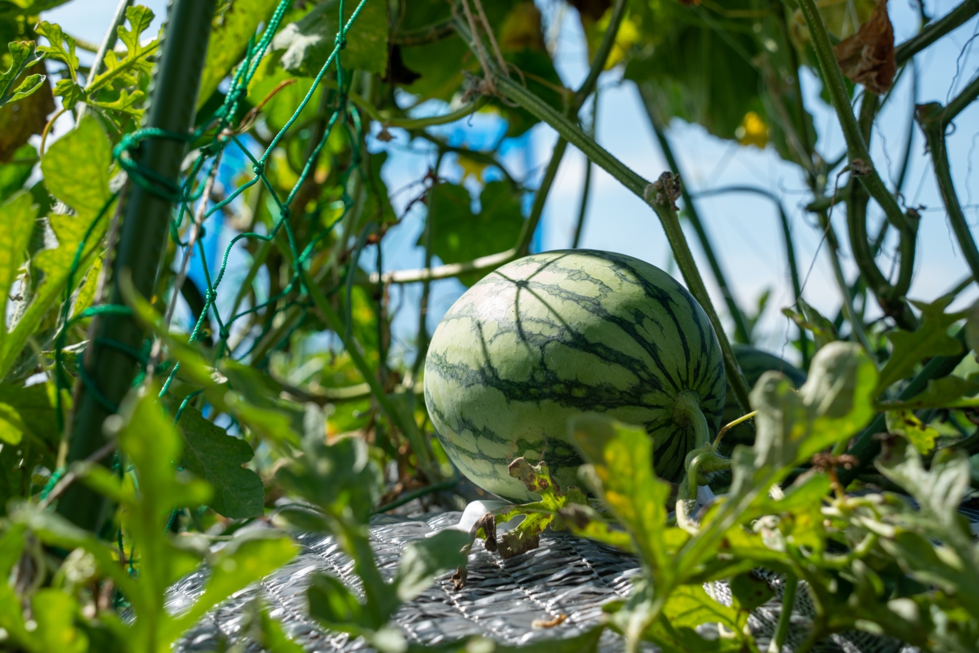 野菜の種【小玉スイカ】サマーオレンジベビー① 済まない