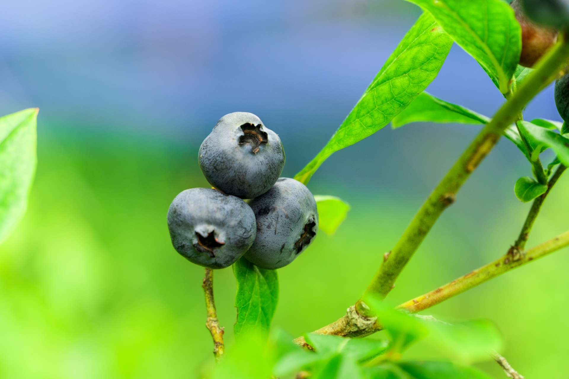 5月のブルーベリー栽培 果実が肥大時期なので乾燥に注意