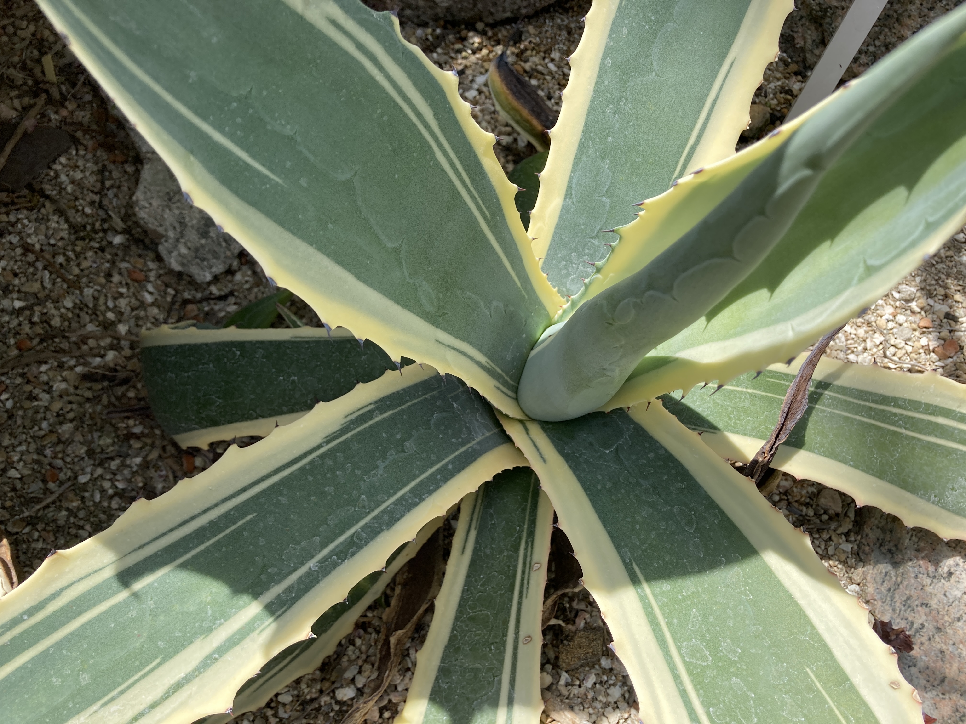 5. アガベ ソブリア フレイレンシス agave sobria frailensis