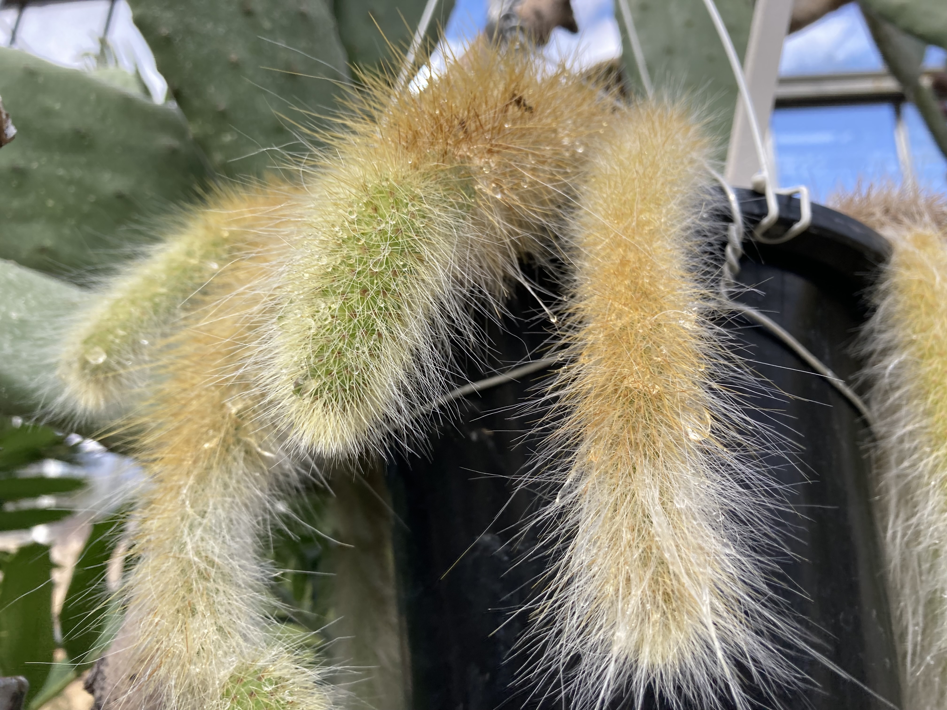 クレイストカクタス・ウィンテリ