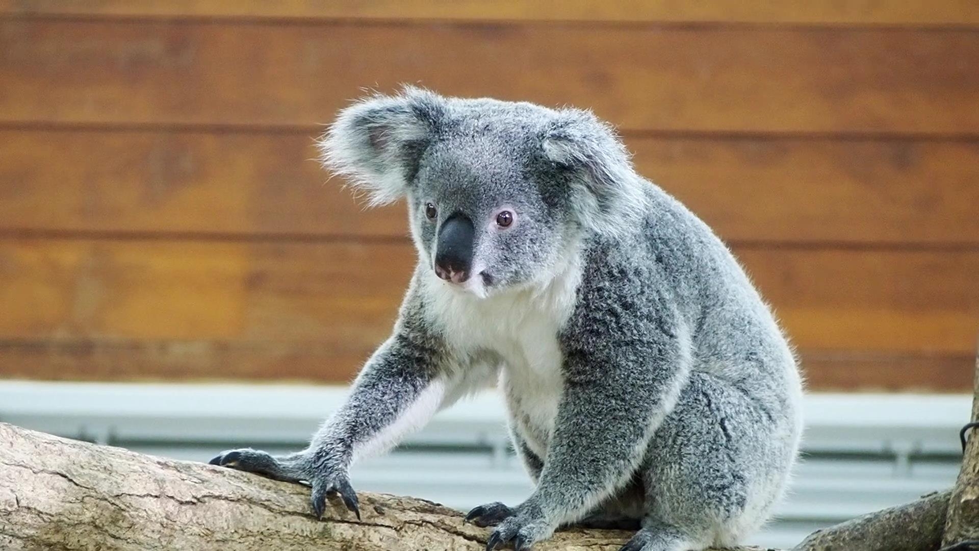 オージープランツの一覧（オーストラリア原産の植物）
