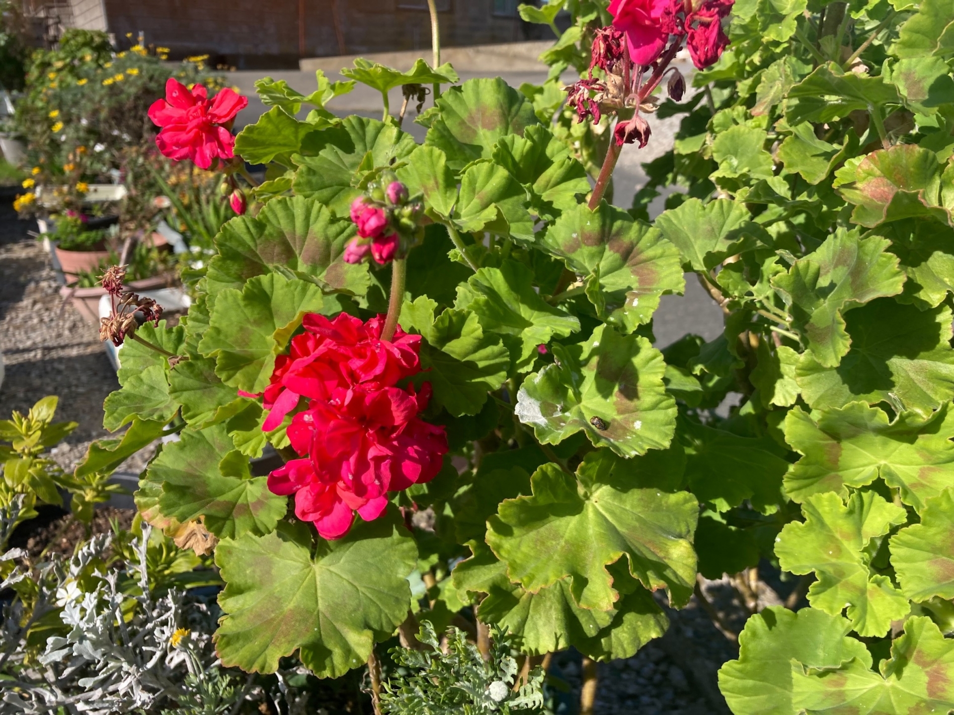 超レア新品珍しいゼラニウム苗 激レア超新品珍しいゼラニウム大苗 ゼラニュームの苗｜タキイネット