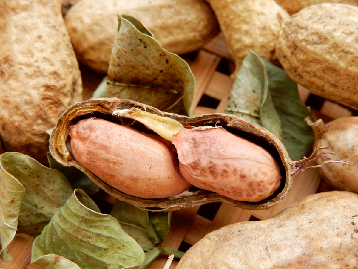 ラッカセイ 落花生 の育て方