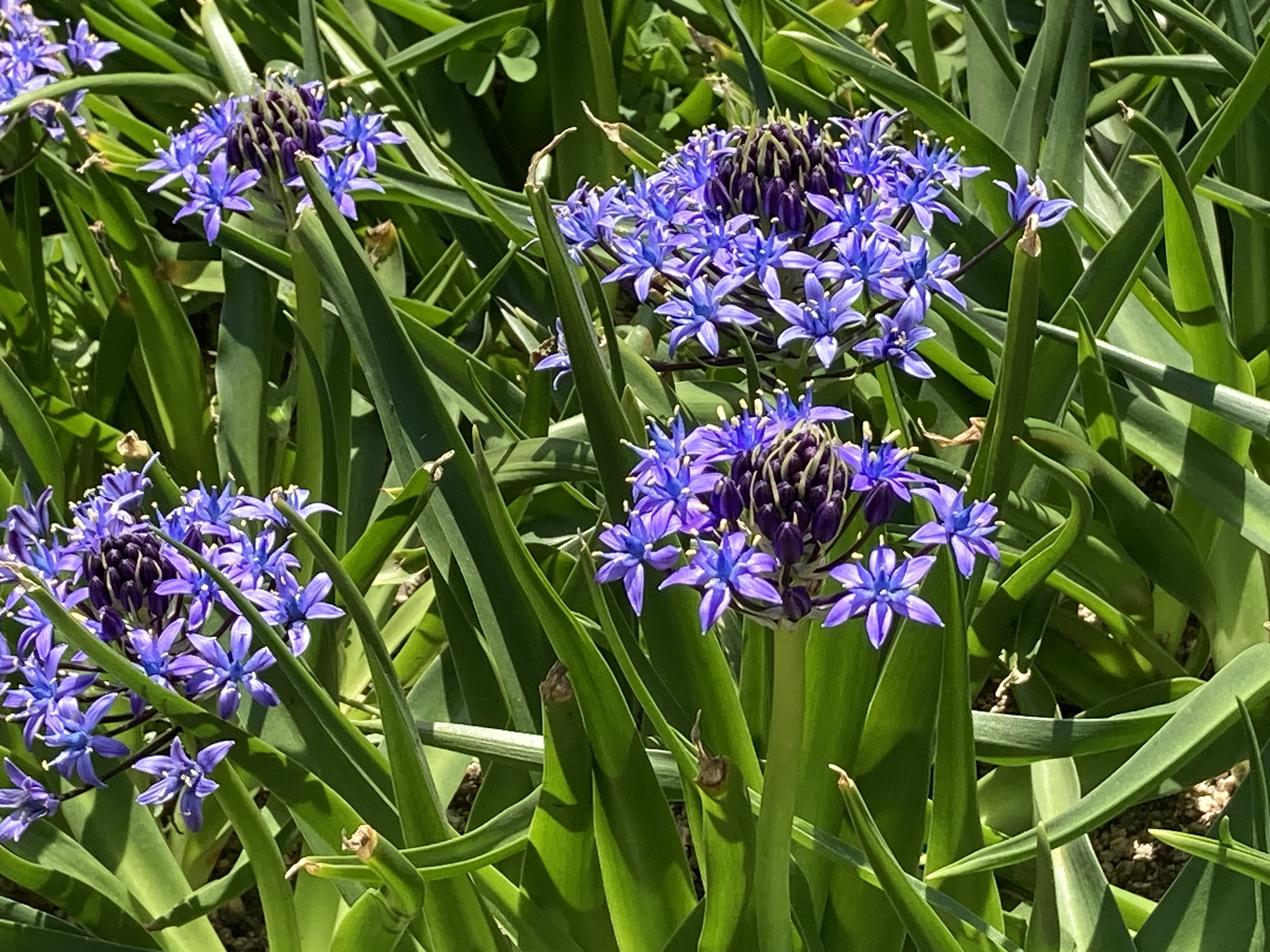 シラーペルビアナ　（オオツルボ）　球根　リクエスト承ります シラーペルビアナ （オオツルボ） 球根 リクエスト承ります