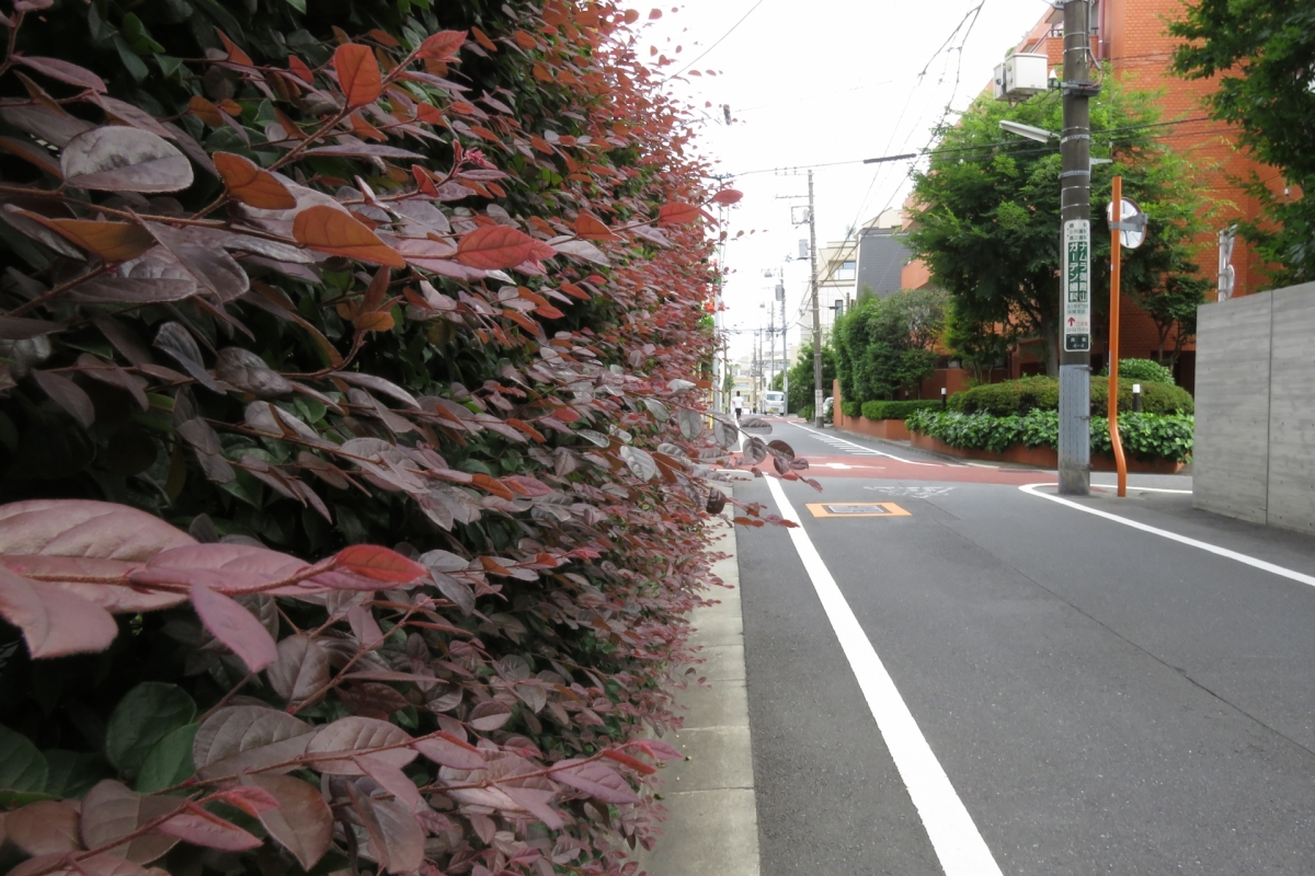 生垣に向いた植物の一覧