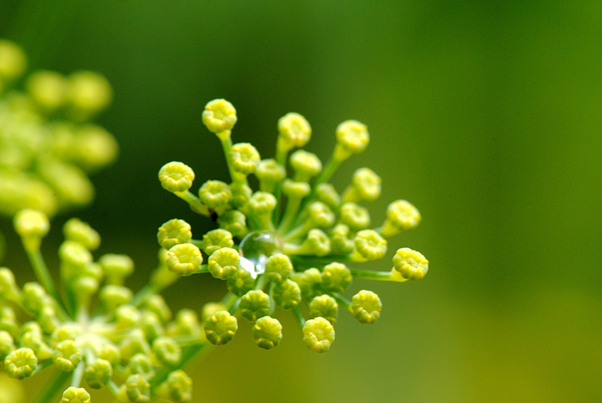 多年草 宿根草のハーブの一覧