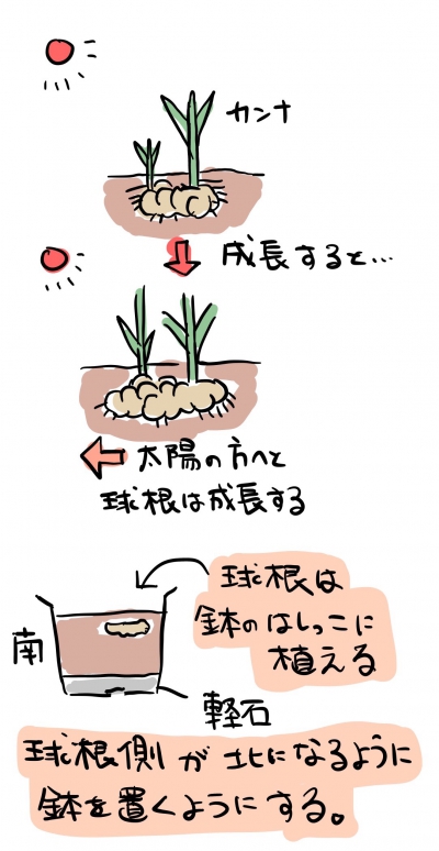 カンナ:鉢植えの植え付け・植え替えの手順