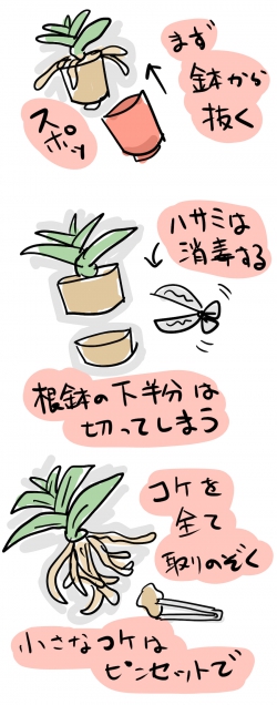 胡蝶蘭を鉢に植え替える:鉢から取り出して、苔を取り除く
