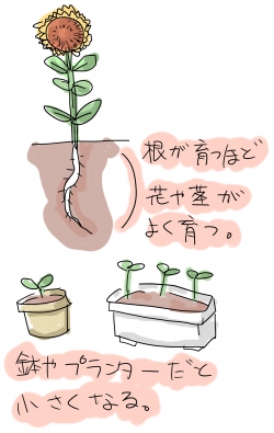 ヒマワリ:鉢植え
