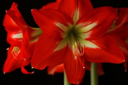 アマリリスの花の後の処理