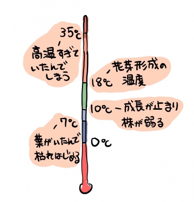 温度と胡蝶蘭の生育の関係:ポイントになる温度