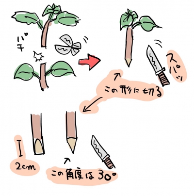 ハイビスカスの接ぎ木の方法まとめ:手順１…接ぎ木する枝を用意する