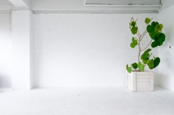 室内向け観葉植物のおすすめ一覧