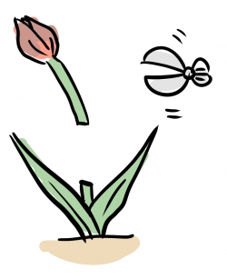 チューリップの花後の処理と管理・掘り上げについて:花が終われば茎の根元から摘む